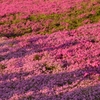 影さす芝桜