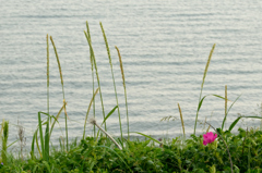 初夏のオホーツク⑤海辺に咲く