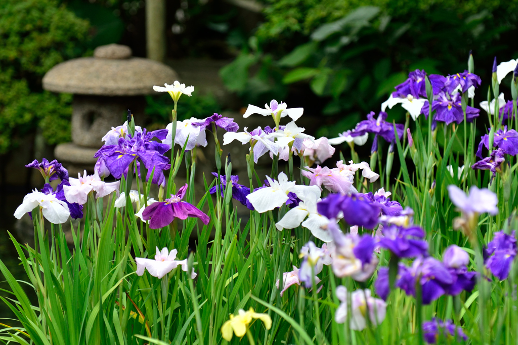 満開の花菖蒲