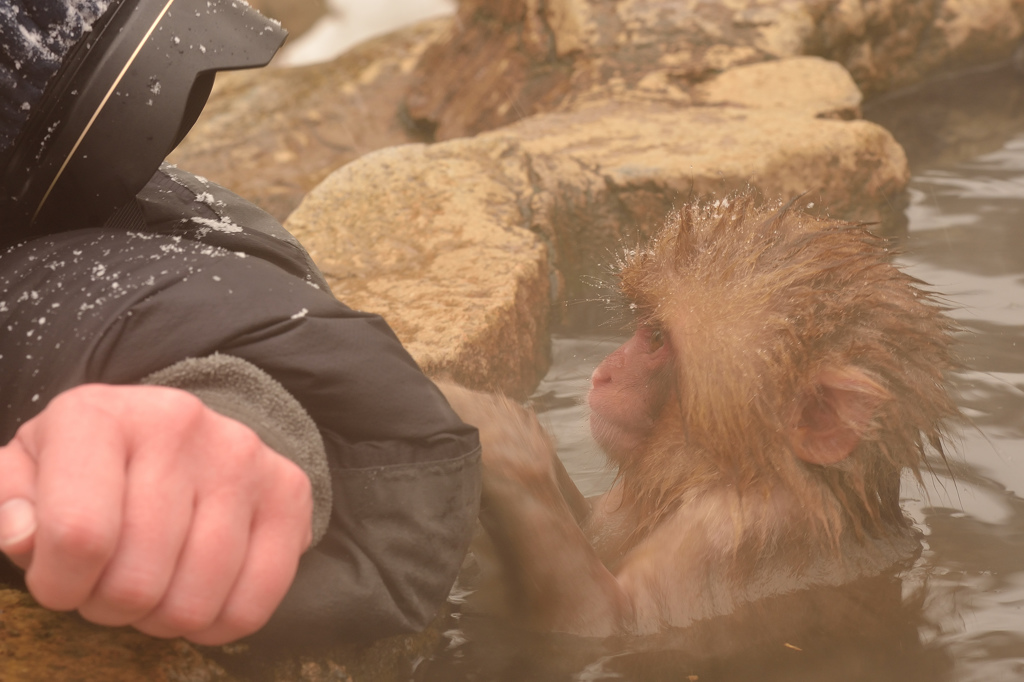 The Snowmonkey⑤子猿とカメラのにらめっこ