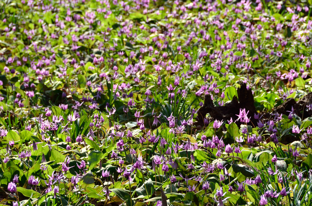 みかも山 春舞い踊る かたくりの花⑤