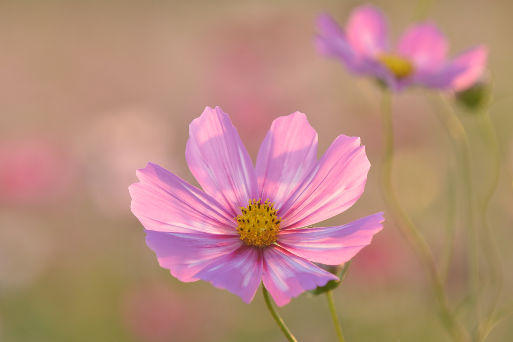 2012年秋の彩（いろどり）⑤秋桜