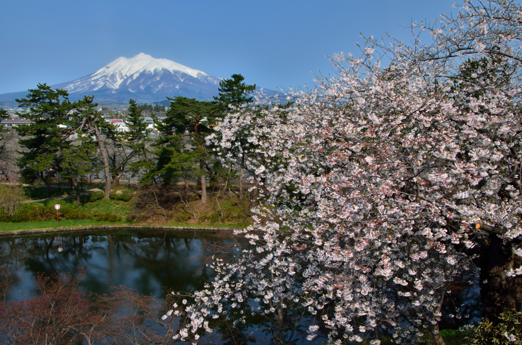 これで見納め今年の桜⑭
