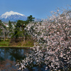 これで見納め今年の桜⑭
