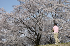 お花見