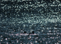 水辺の散歩