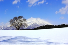 冬の一本桜