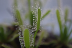 食虫植物