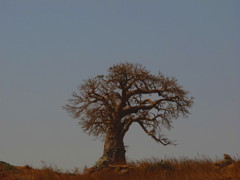 Baobab