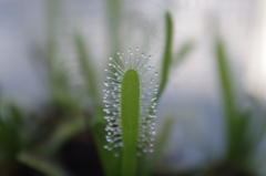 食虫植物