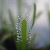 食虫植物