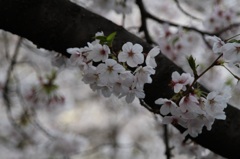 sakura1