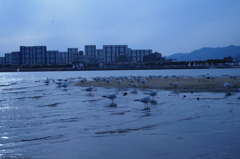 鳥の帝国