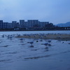 鳥の帝国