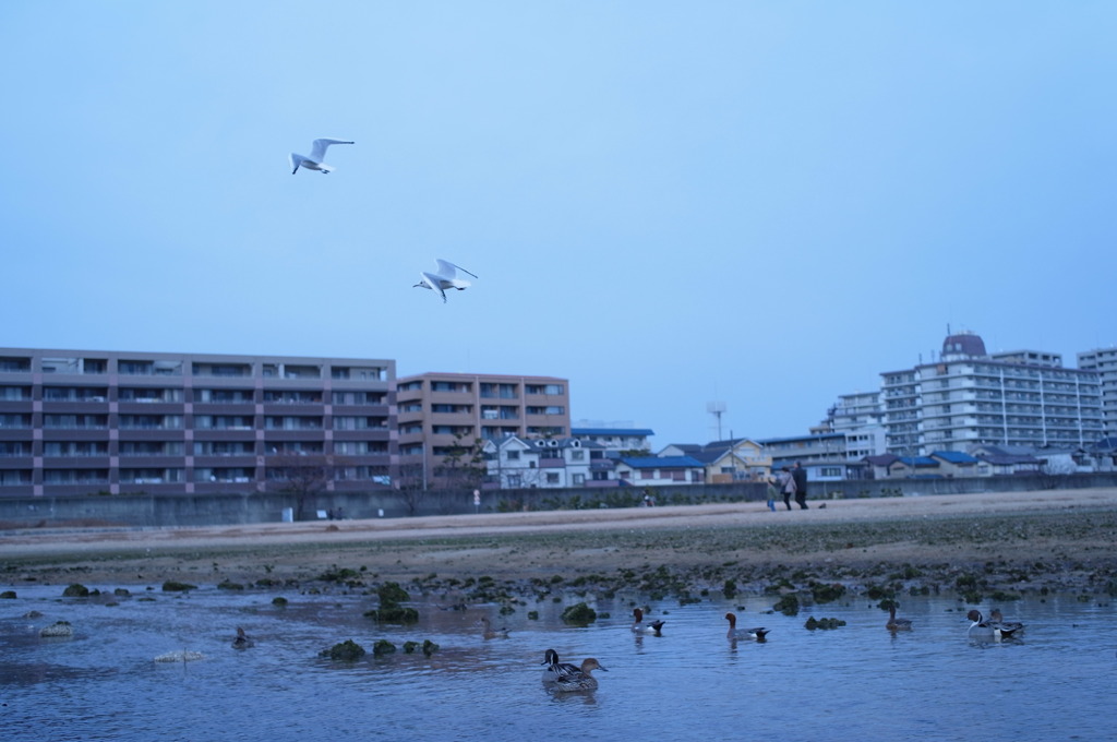鳥の王国