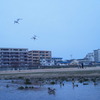 鳥の王国