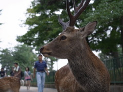 振り向く鹿