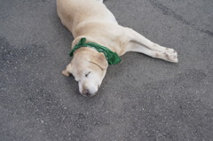 眠る犬