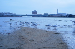 鳥共和国