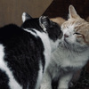 kissねこ