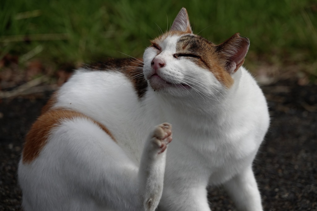 およそ可愛くない猫　3