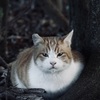 DSC05516