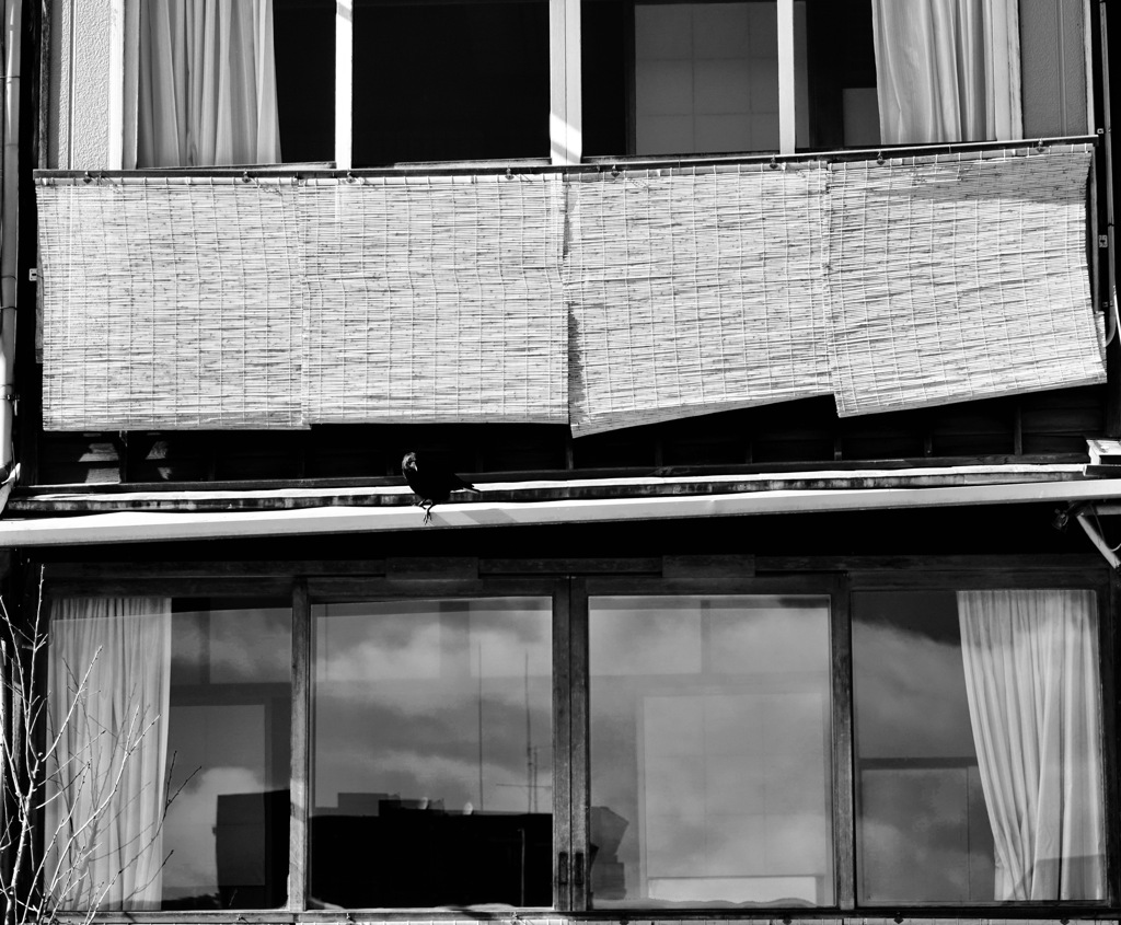 鴨川沿いのカラス