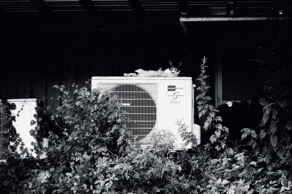 生意気そうな京都の猫