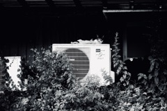 生意気そうな京都の猫