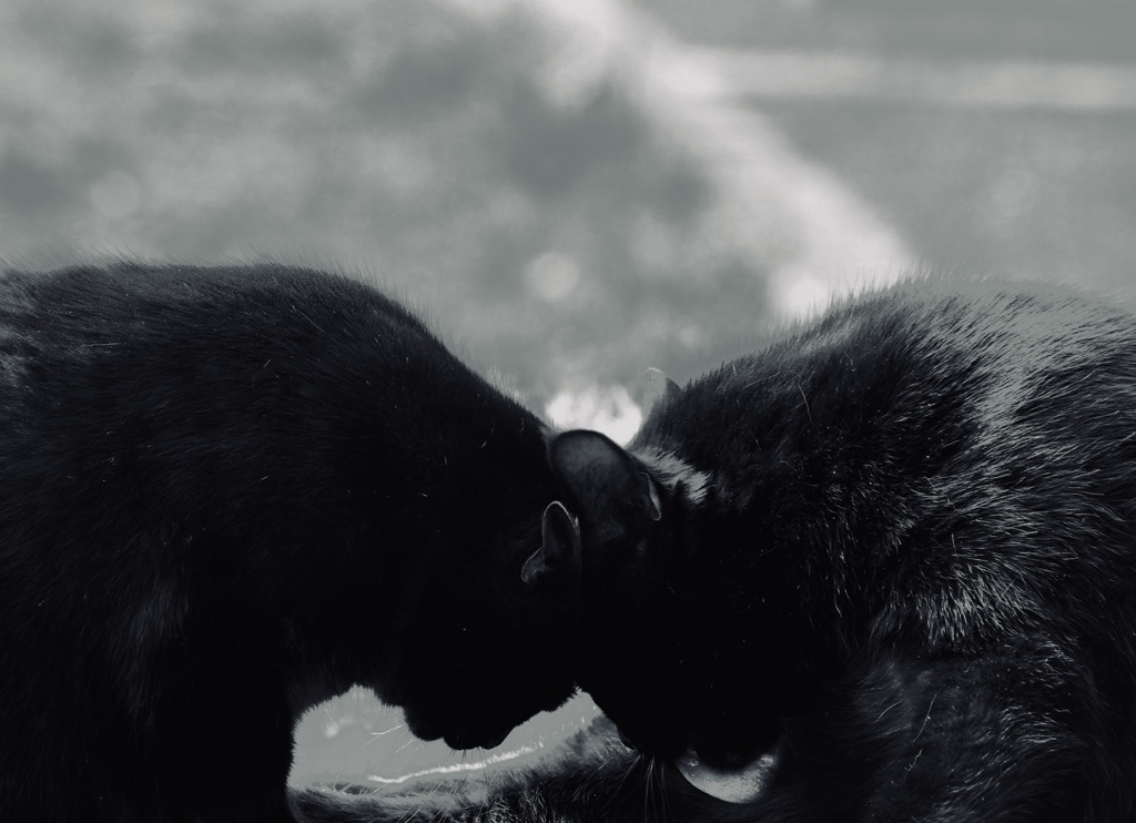 黒猫のタンゴ