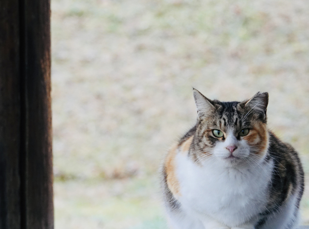 なんだかいい感じです