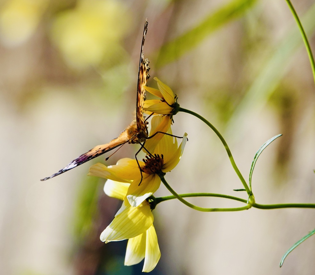 ジャポ○カ昆虫ノート