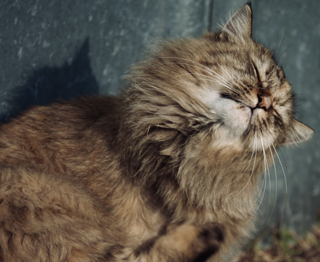 太々しいニャンコ