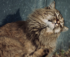 太々しいニャンコ