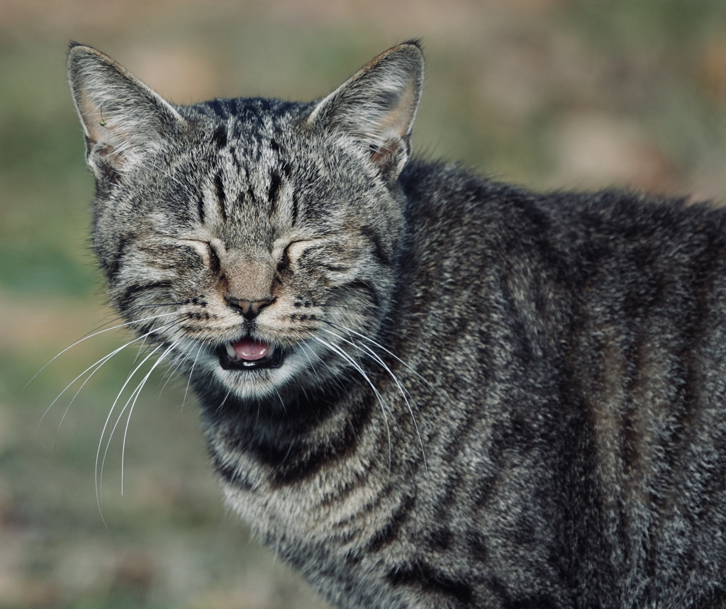 嗤う猫