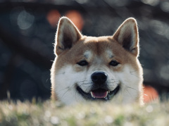 そ○とばんく犬