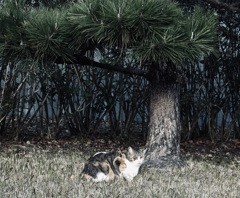 猫と松