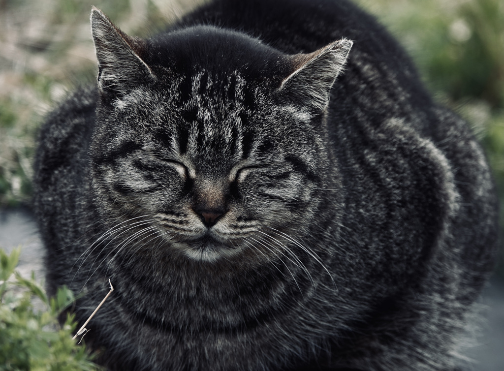 ちょっとだけ微笑む猫