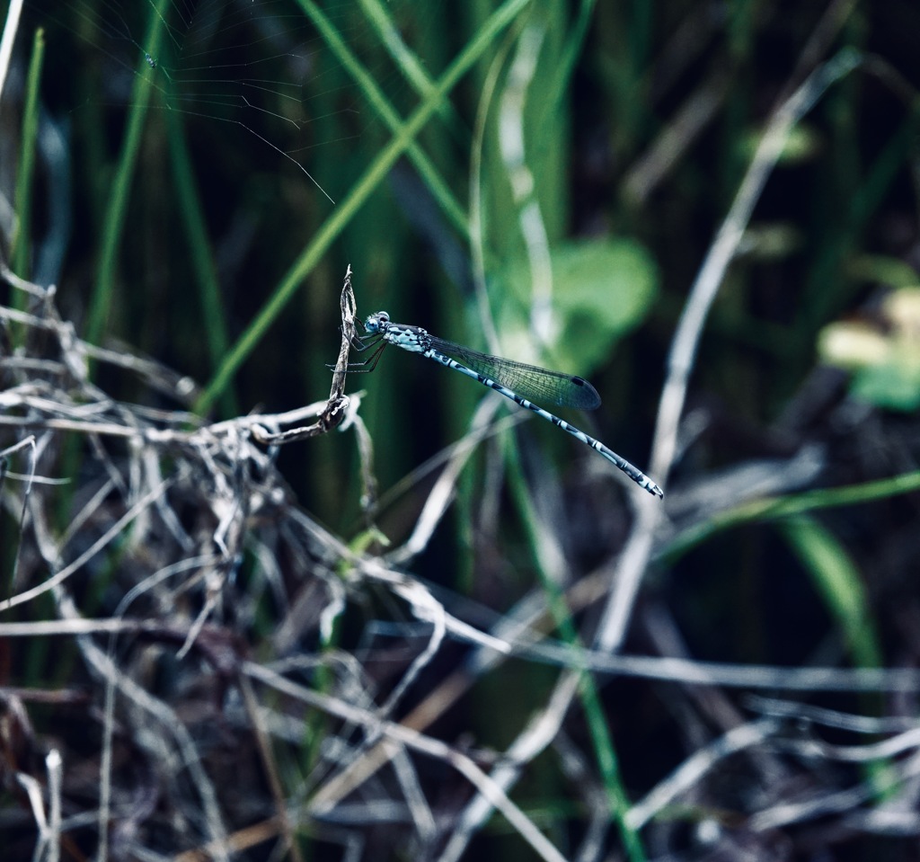 シュールなトンボ