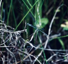 シュールなトンボ