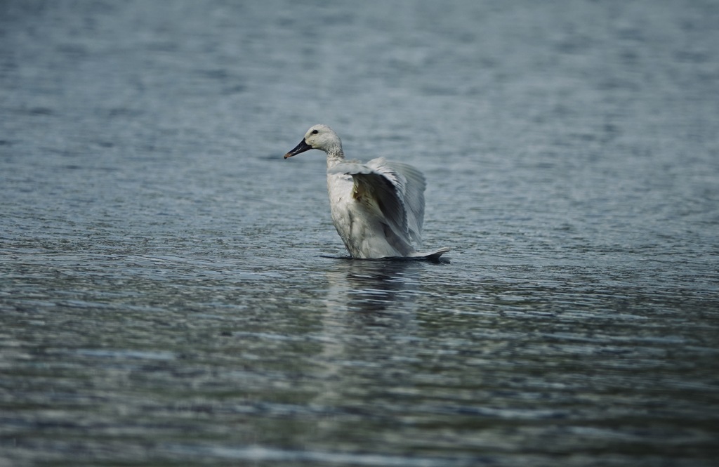 これって白い鴨？