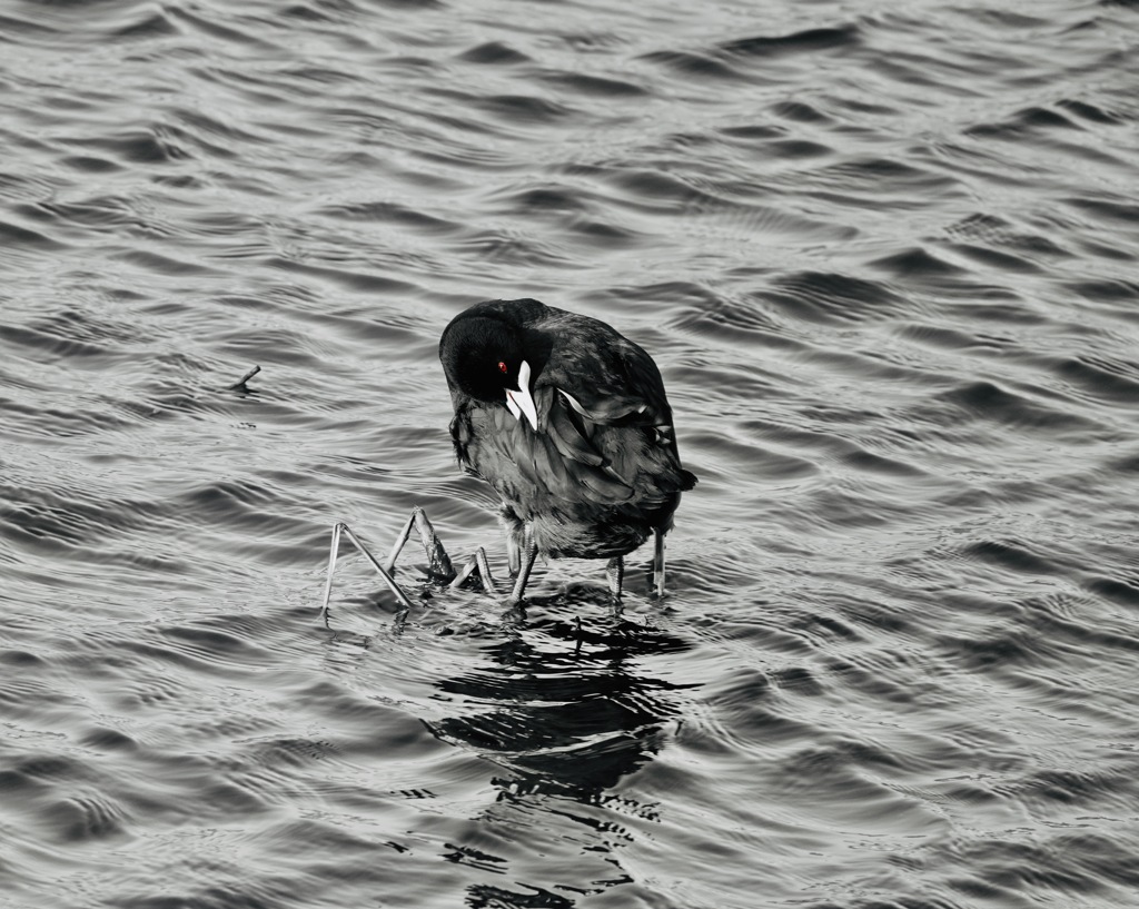 パートカラー　red