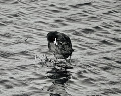 パートカラー　red