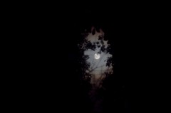 木々の隙間より見ゆる月