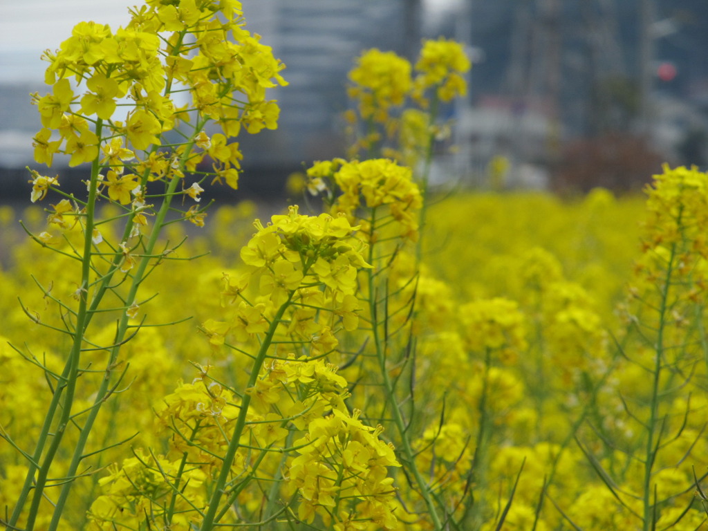 菜の花