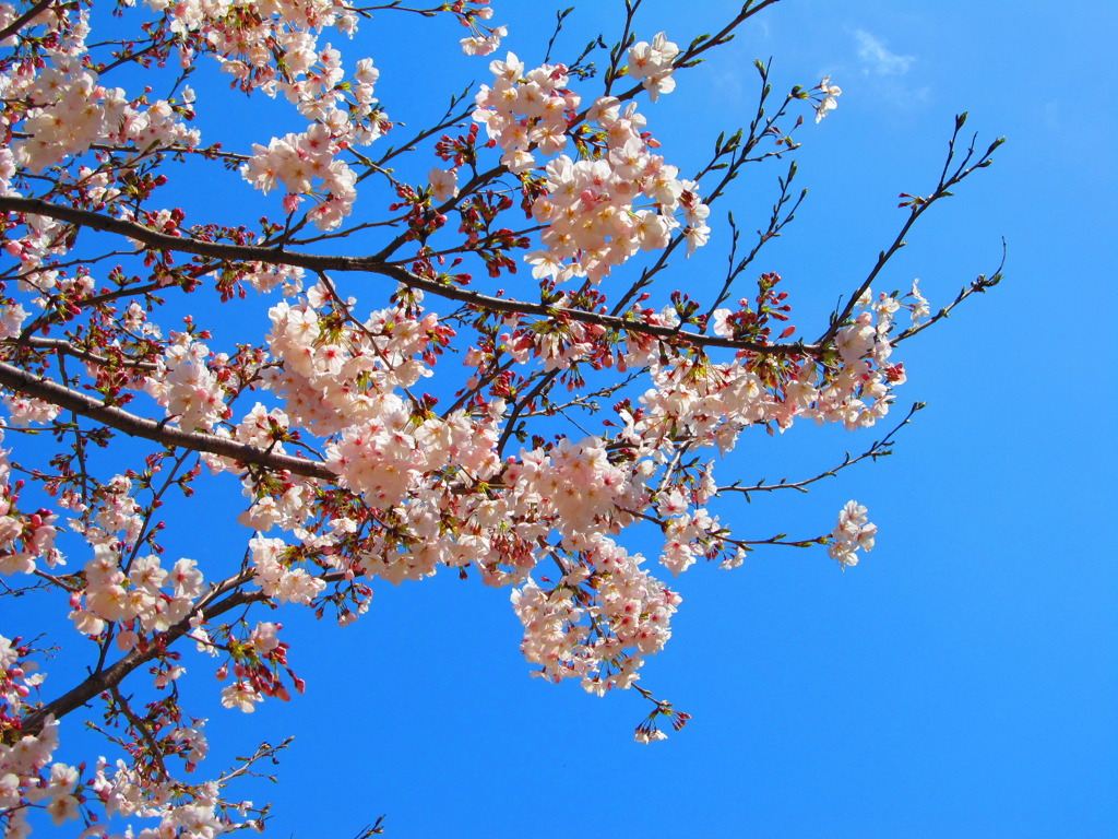 桜咲く