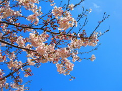 桜咲く