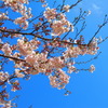 桜咲く