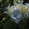 紫陽花①