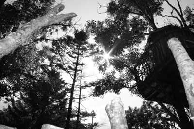 森のツリーハウス